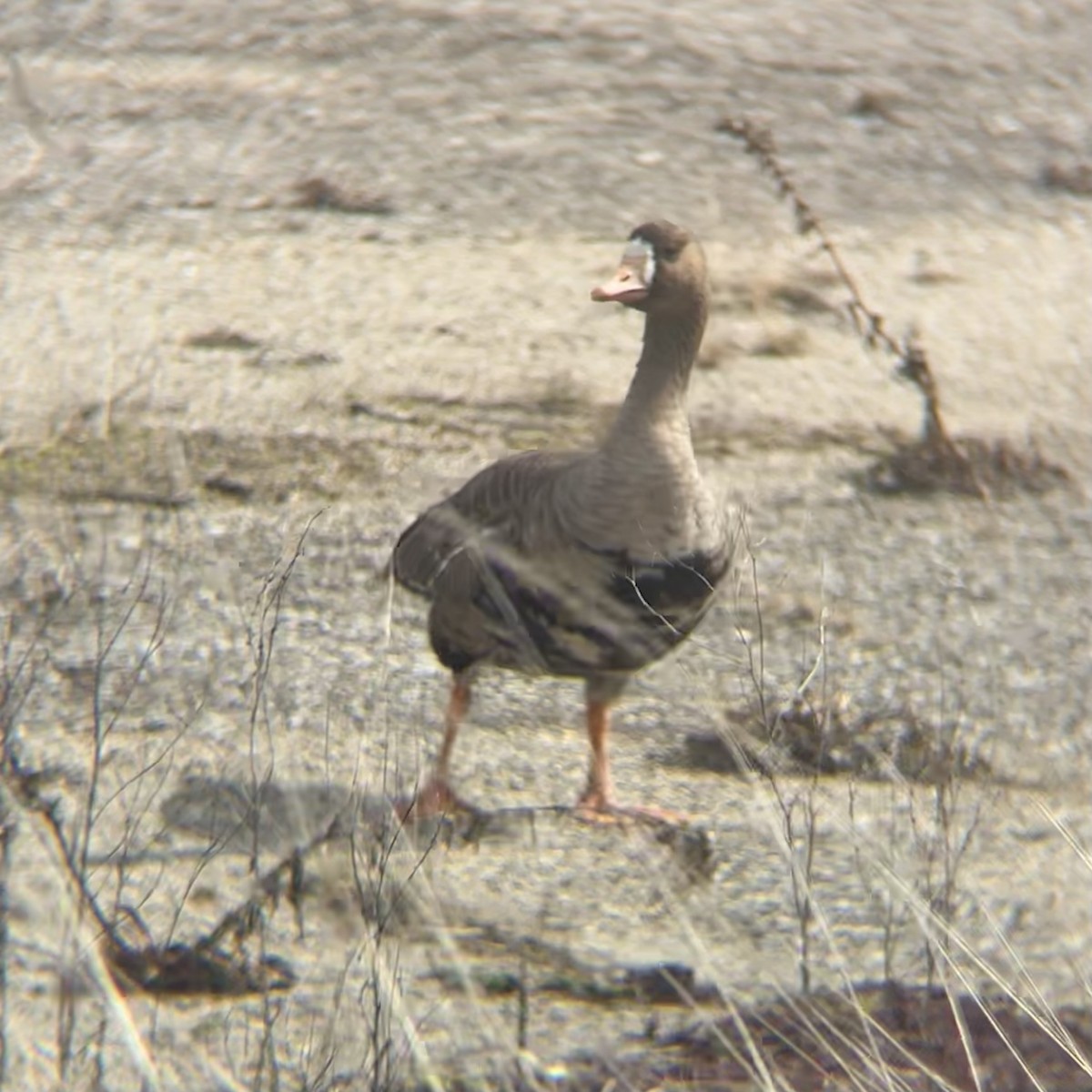 Greater White-fronted Goose - ML631885504