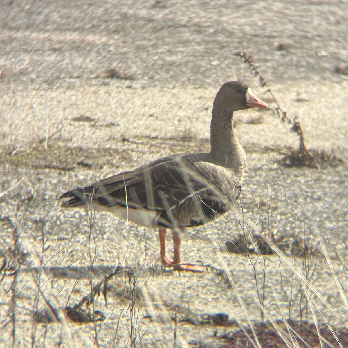 Greater White-fronted Goose - ML631885505