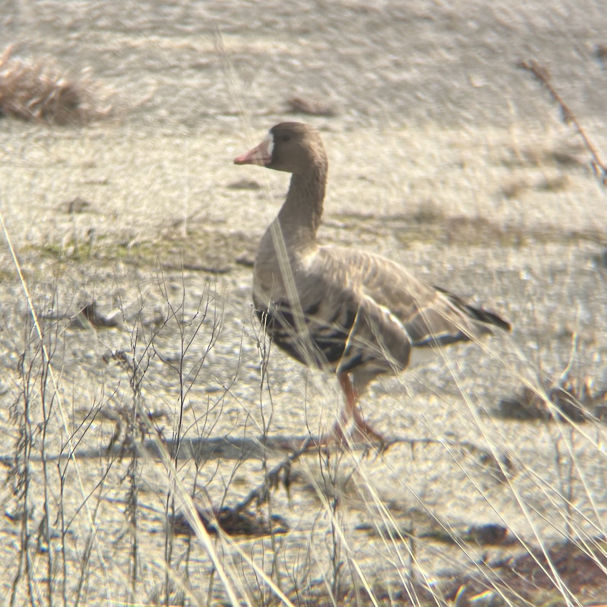 Greater White-fronted Goose - ML631885506