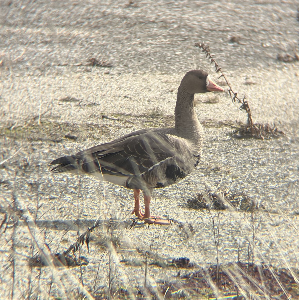 Greater White-fronted Goose - ML631885507