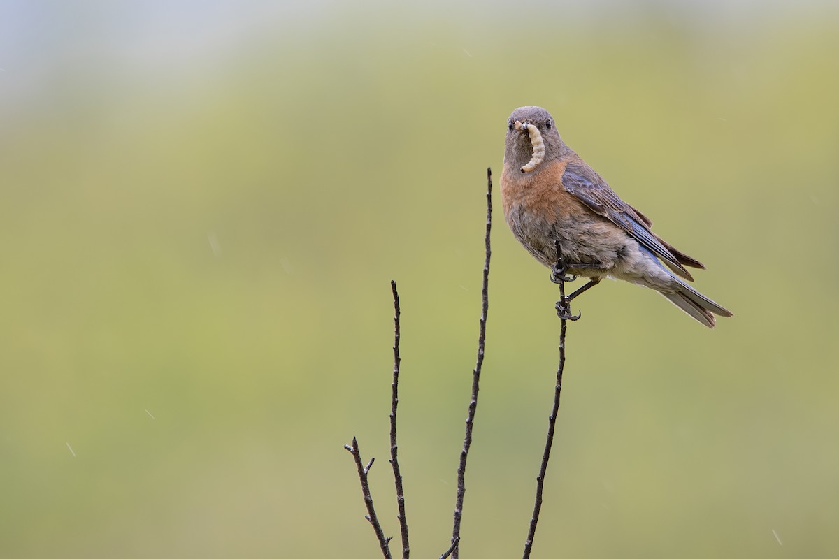 Western Bluebird - ML631885514