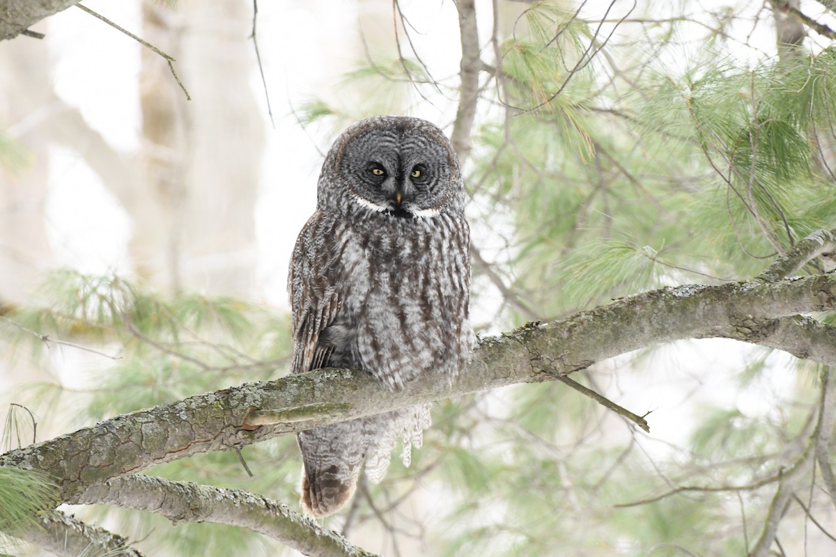 Great Gray Owl - ML631885583