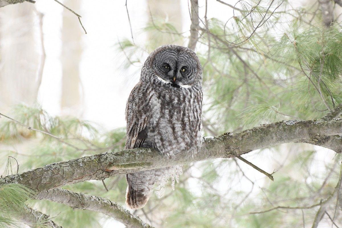 Great Gray Owl - ML631885584