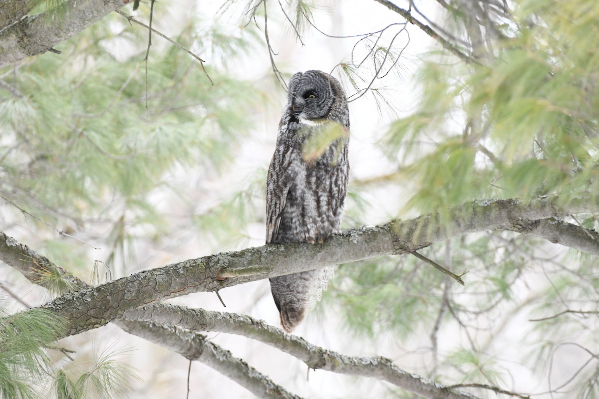 Great Gray Owl - ML631885585
