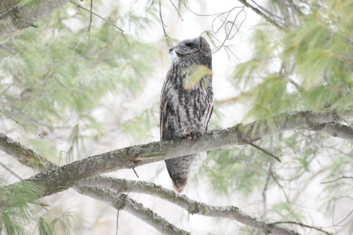 Great Gray Owl - ML631885586