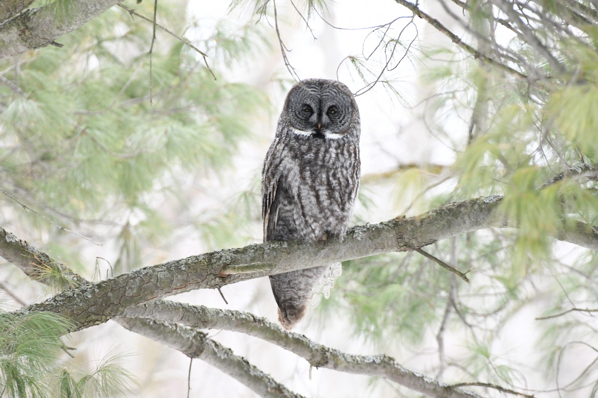 Great Gray Owl - ML631885587