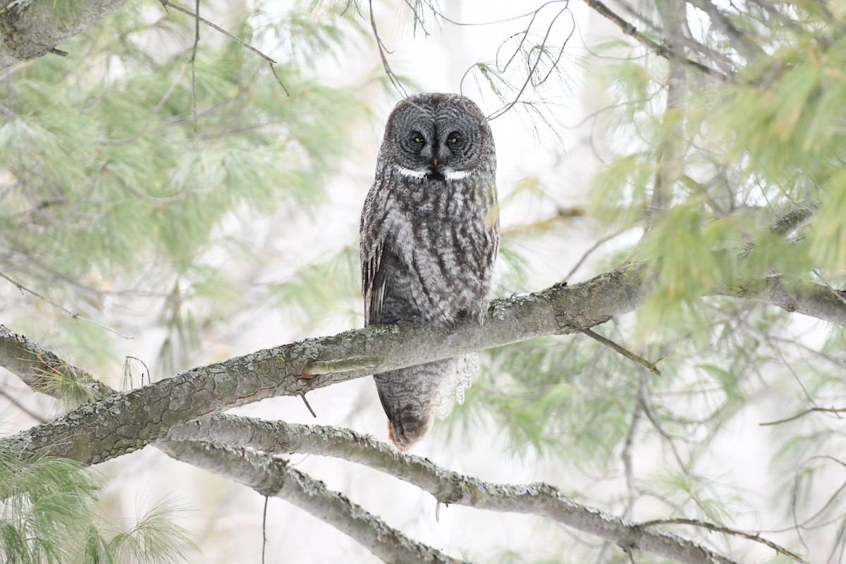 Great Gray Owl - ML631885588