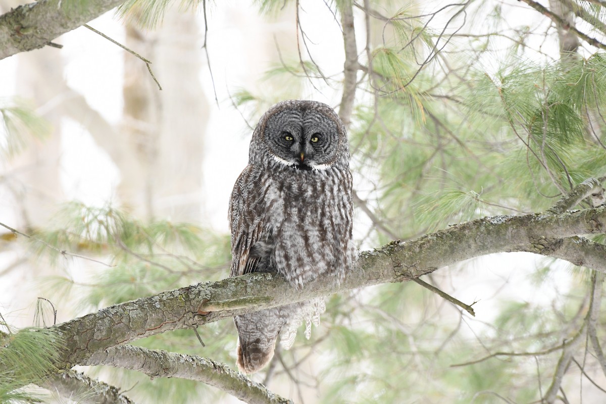 Great Gray Owl - ML631885589