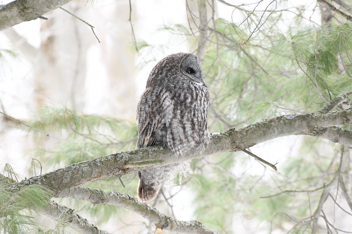 Great Gray Owl - ML631885590