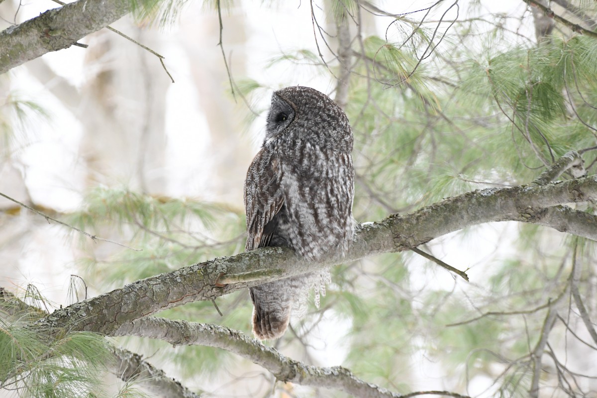 Great Gray Owl - ML631885591