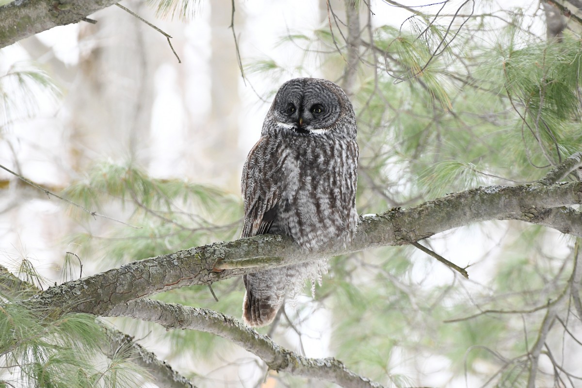 Great Gray Owl - ML631885592