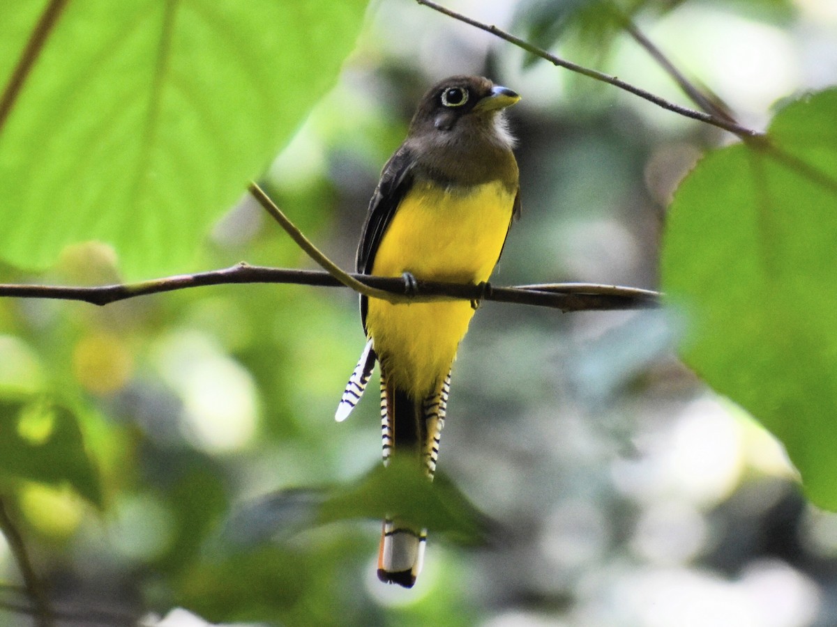 Choco Black-throated Trogon - ML631885627