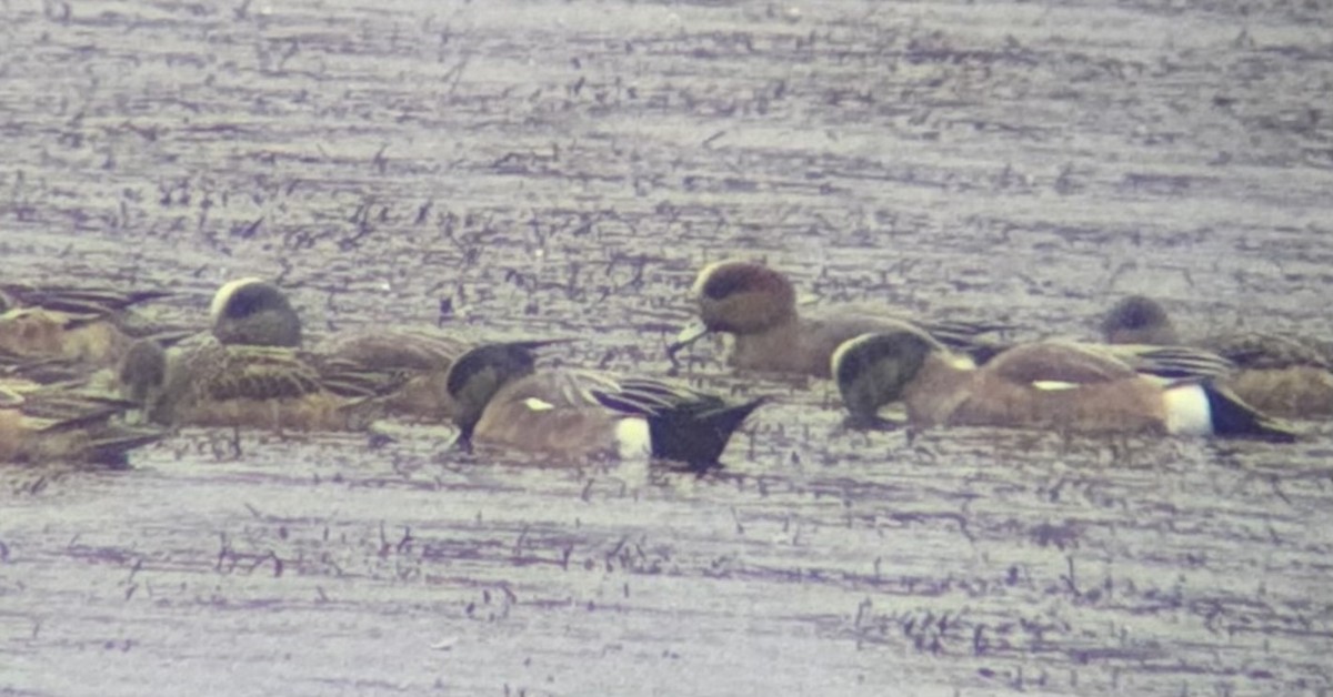 Eurasian x American Wigeon (hybrid) - ML631885997