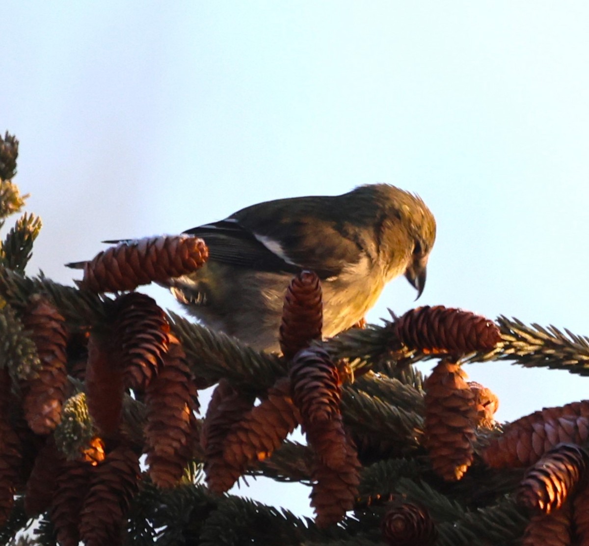 White-winged Crossbill - ML631886100