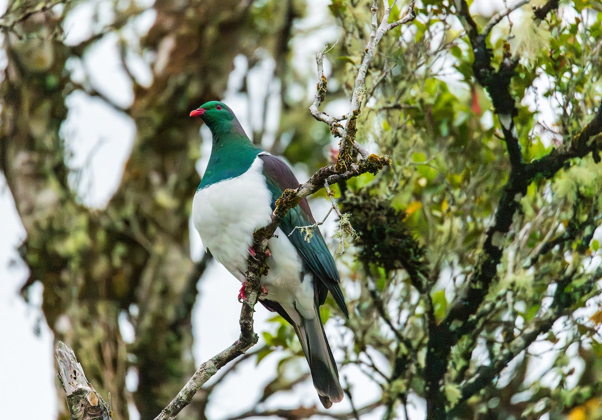 New Zealand Pigeon - ML631886104