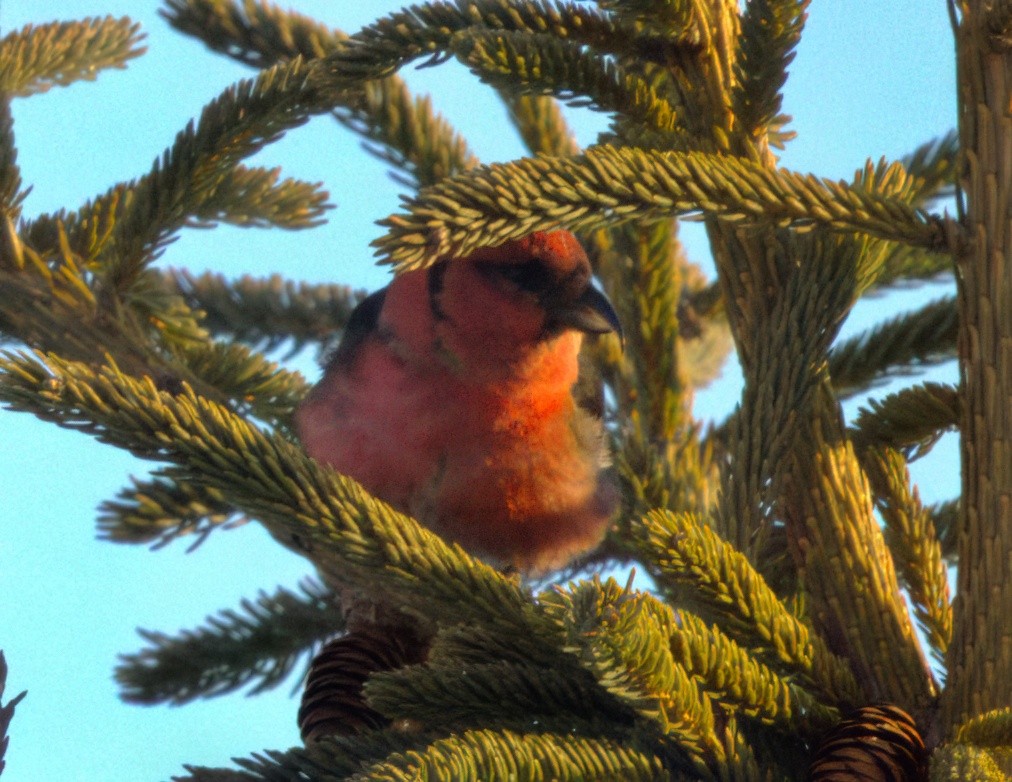 White-winged Crossbill - ML631886231