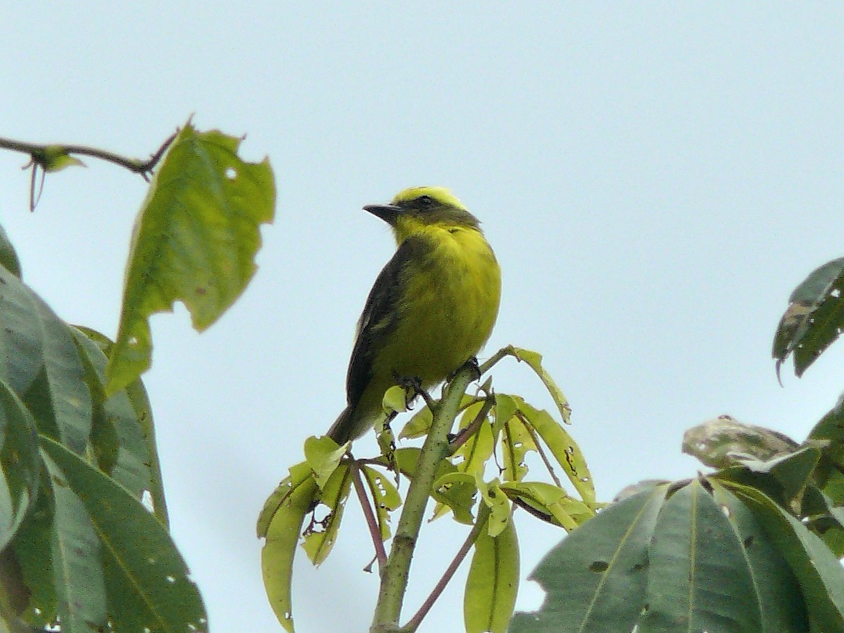 Lemon-browed Flycatcher - ML631886303