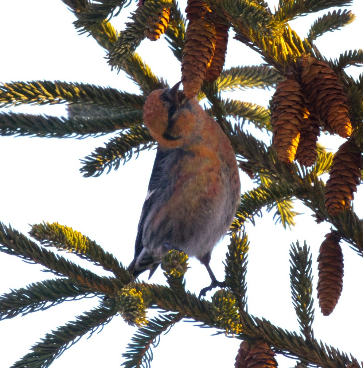 White-winged Crossbill - ML631886323