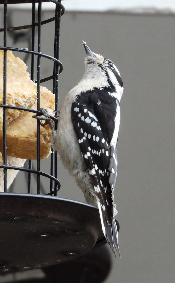 Downy Woodpecker - ML631886390