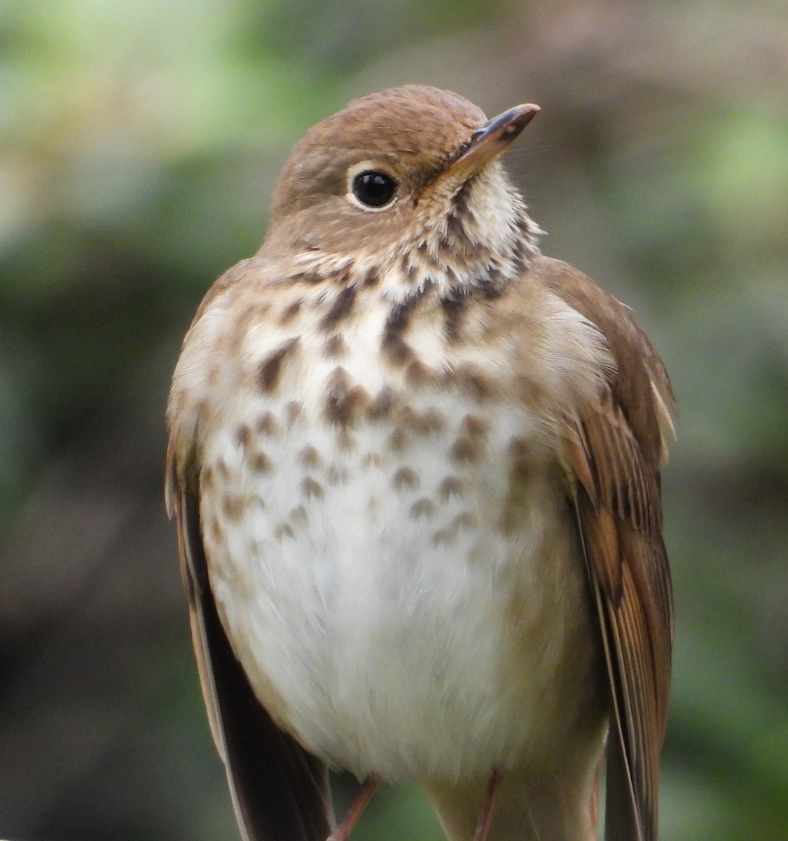 Hermit Thrush - ML631886405