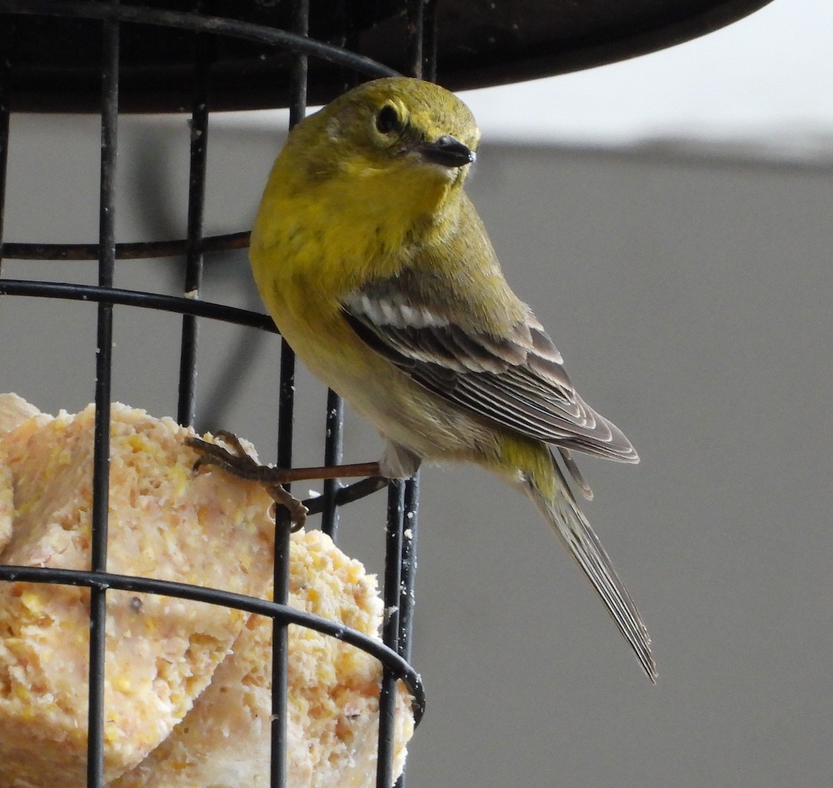Pine Warbler - ML631886422