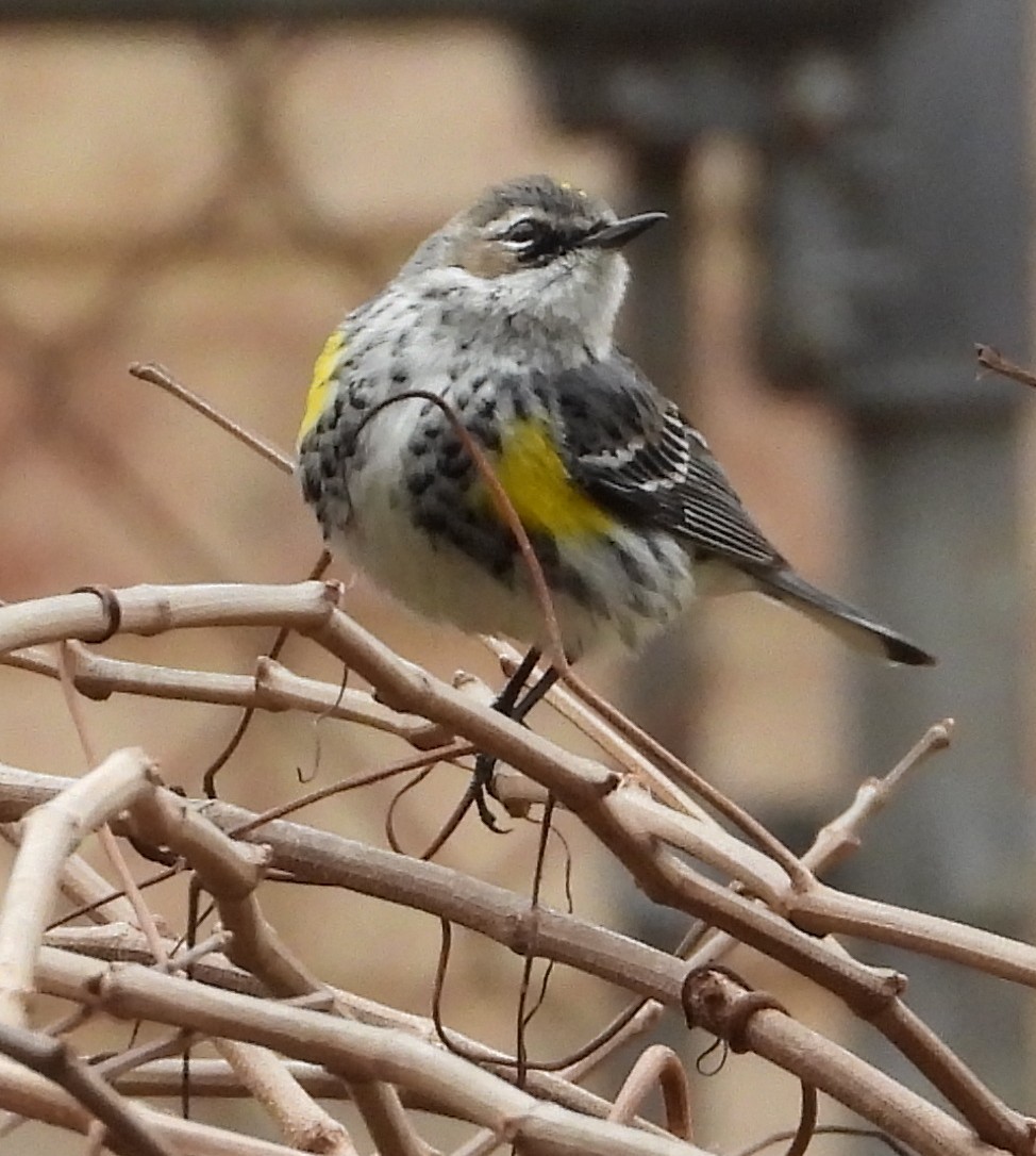 Yellow-rumped Warbler - ML631886433