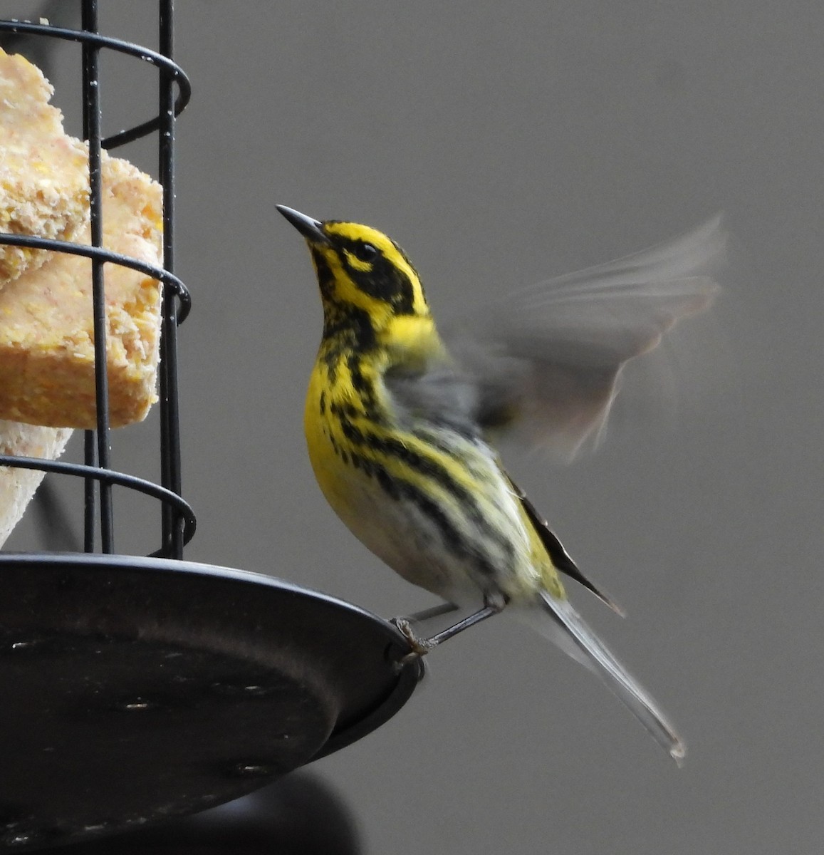Townsend's Warbler - ML631886455