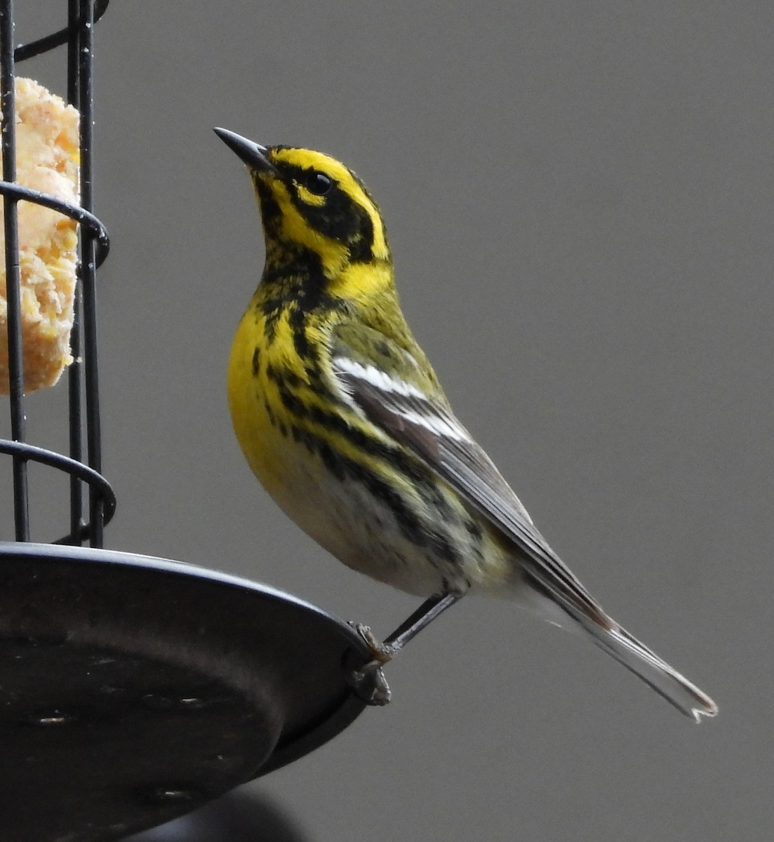 Townsend's Warbler - ML631886456