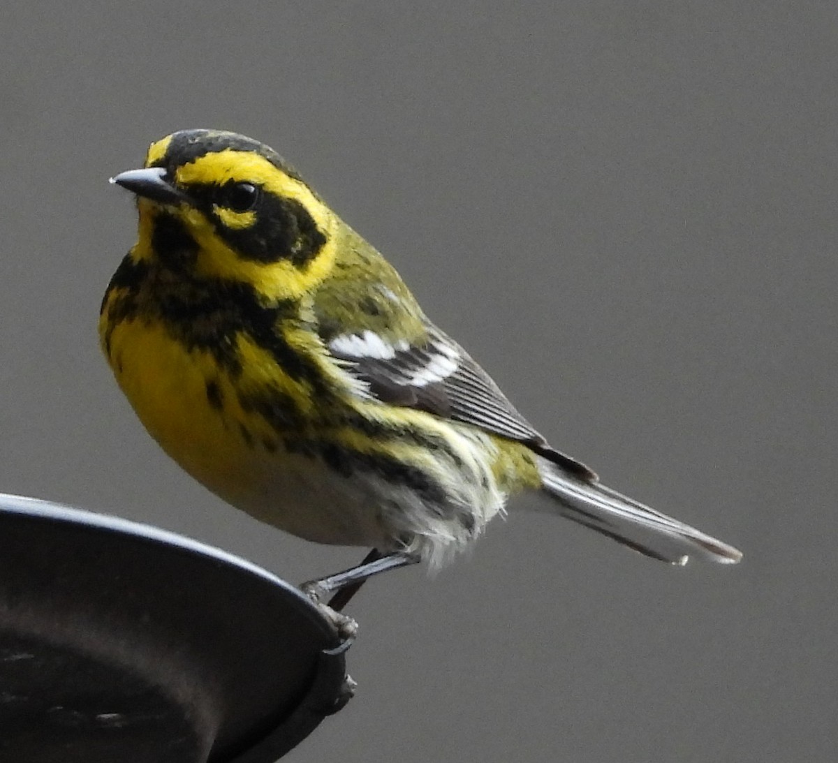 Townsend's Warbler - ML631886458