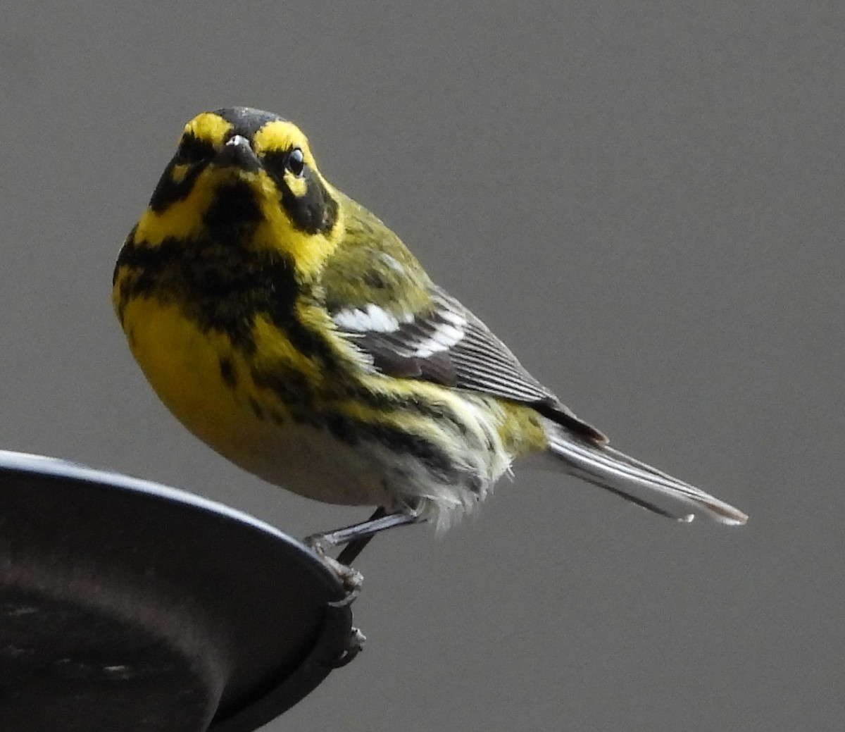 Townsend's Warbler - ML631886459