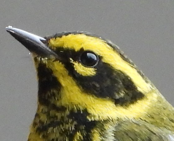 Townsend's Warbler - ML631886460
