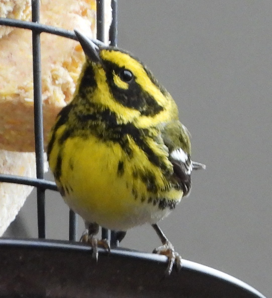 Townsend's Warbler - ML631886461