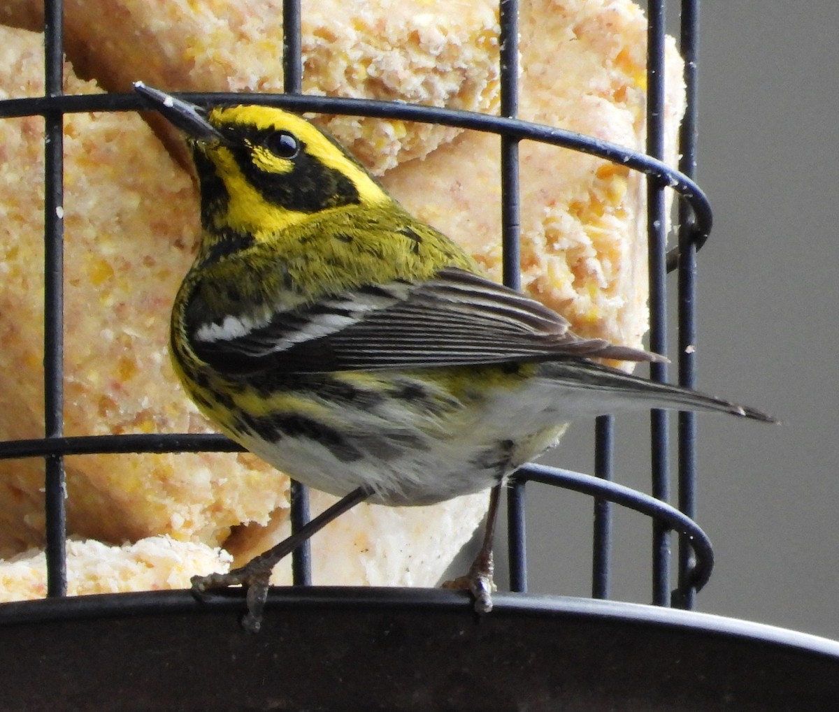 Townsend's Warbler - ML631886462