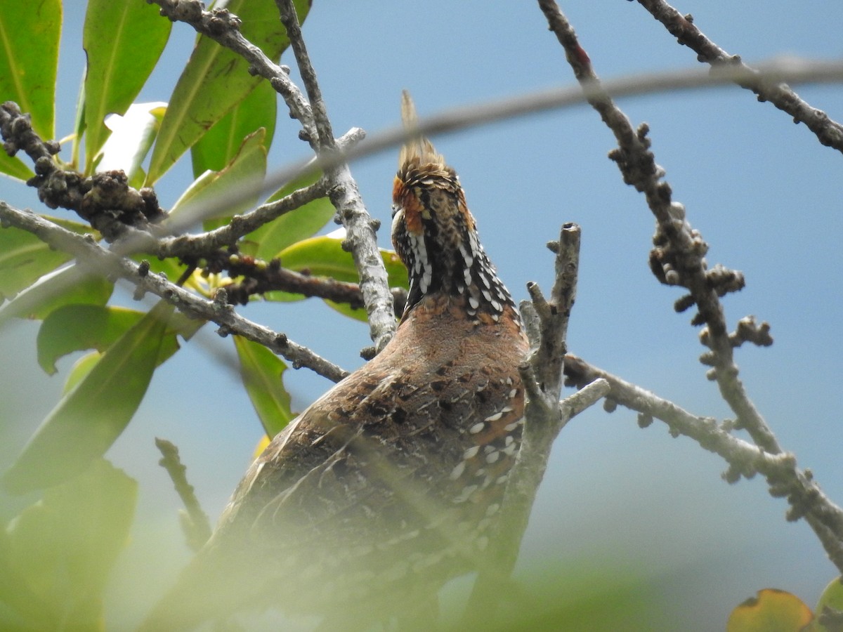 Crested Bobwhite - ML631886500