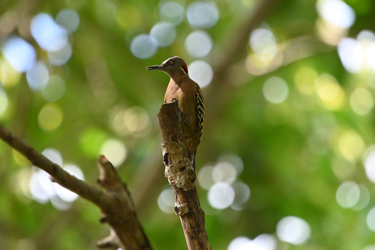 Hispaniolan Woodpecker - ML631886573