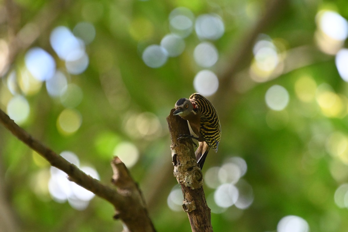 Hispaniolan Woodpecker - ML631886574