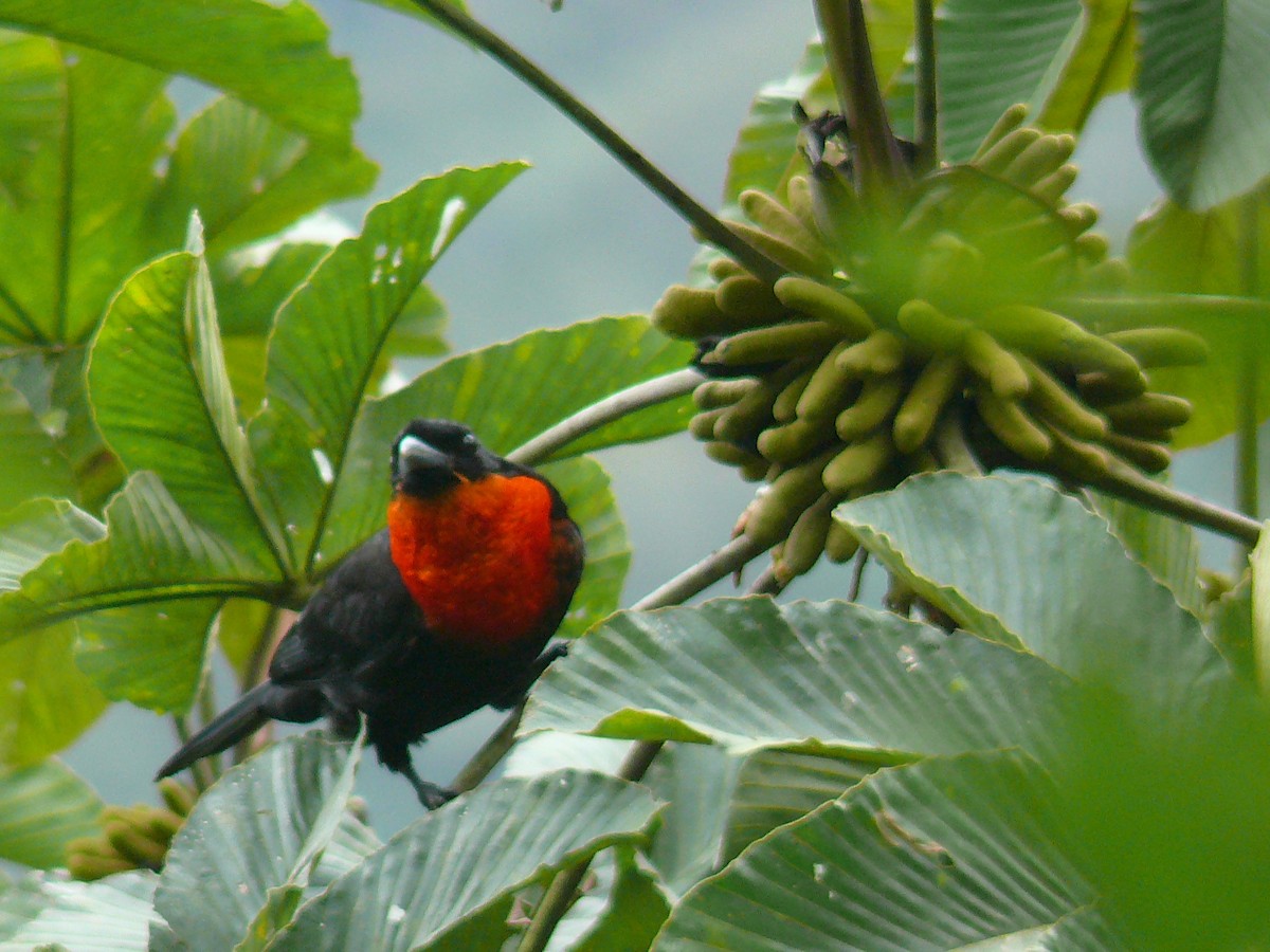 Red-ruffed Fruitcrow - ML631886611