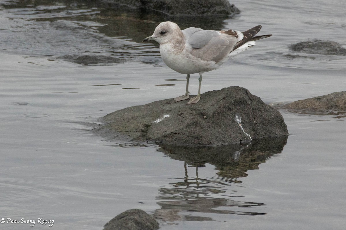 Short-billed Gull - ML631886720