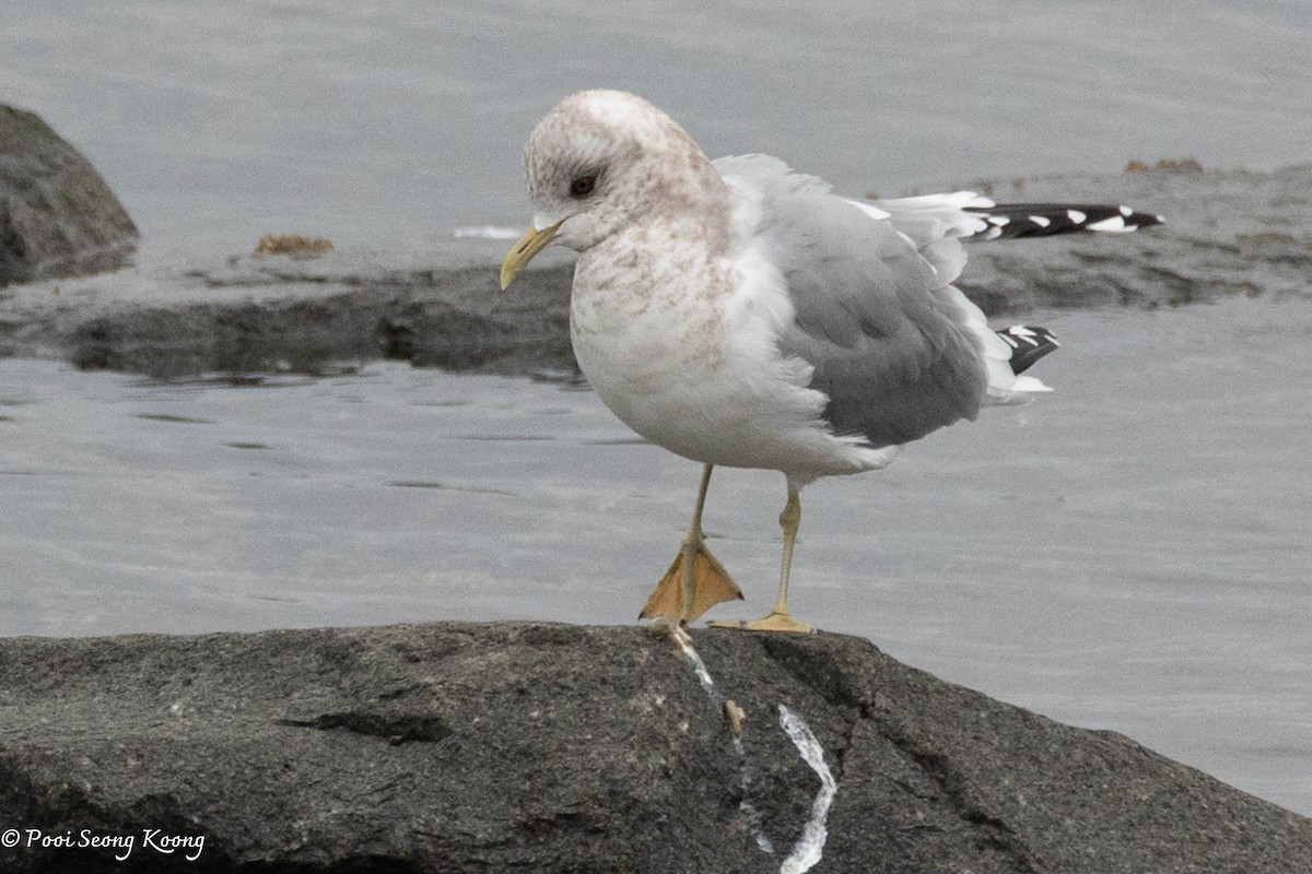 Short-billed Gull - ML631886721