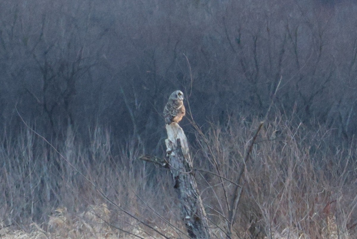 Short-eared Owl - ML631886800