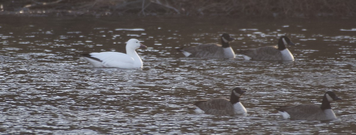 Snow Goose - ML631886832