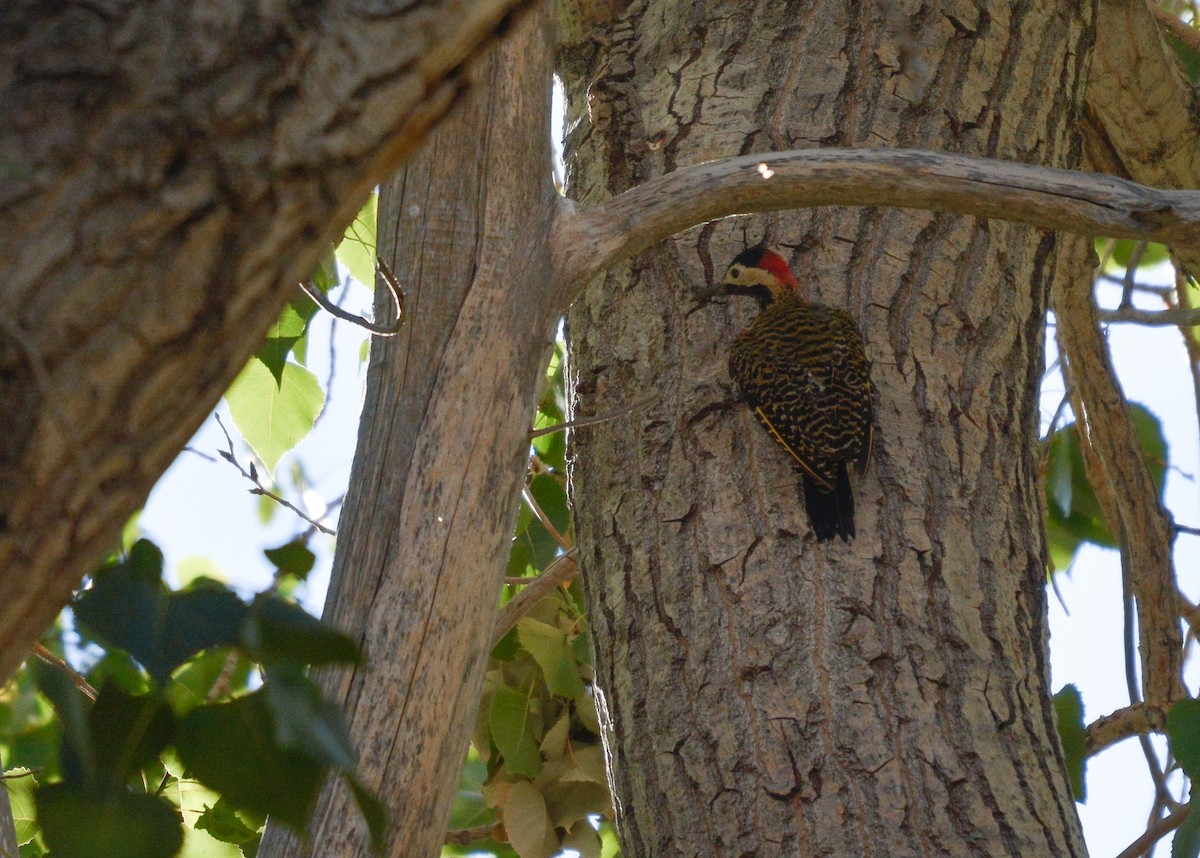 Green-barred Woodpecker - ML631887145