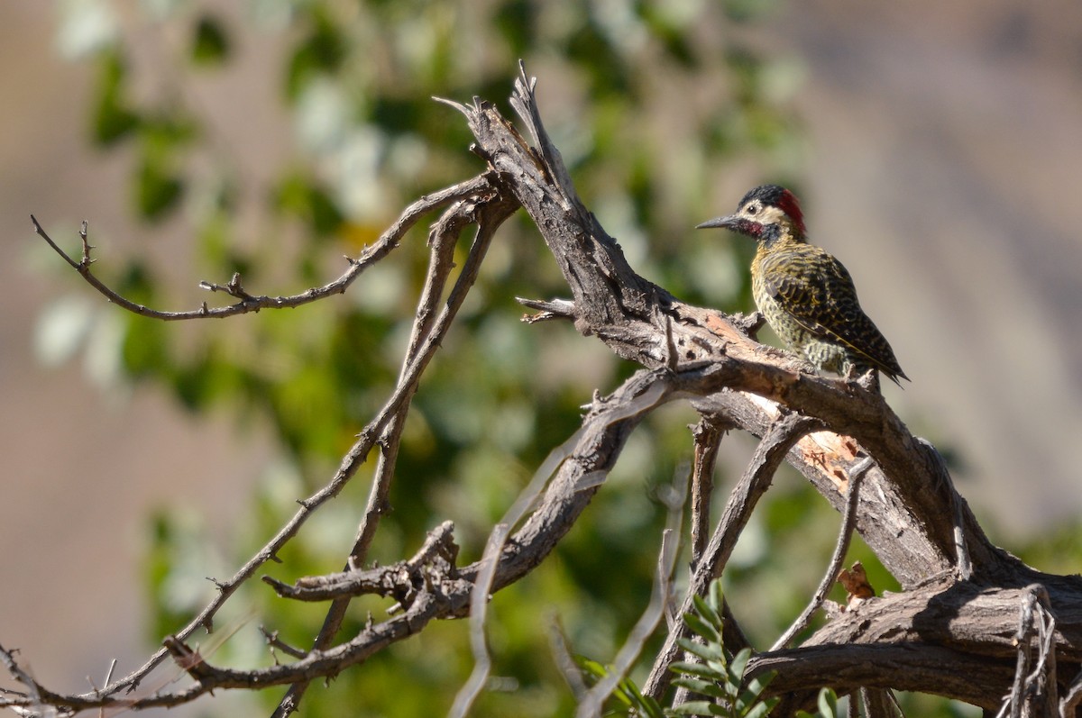 Green-barred Woodpecker - ML631887260