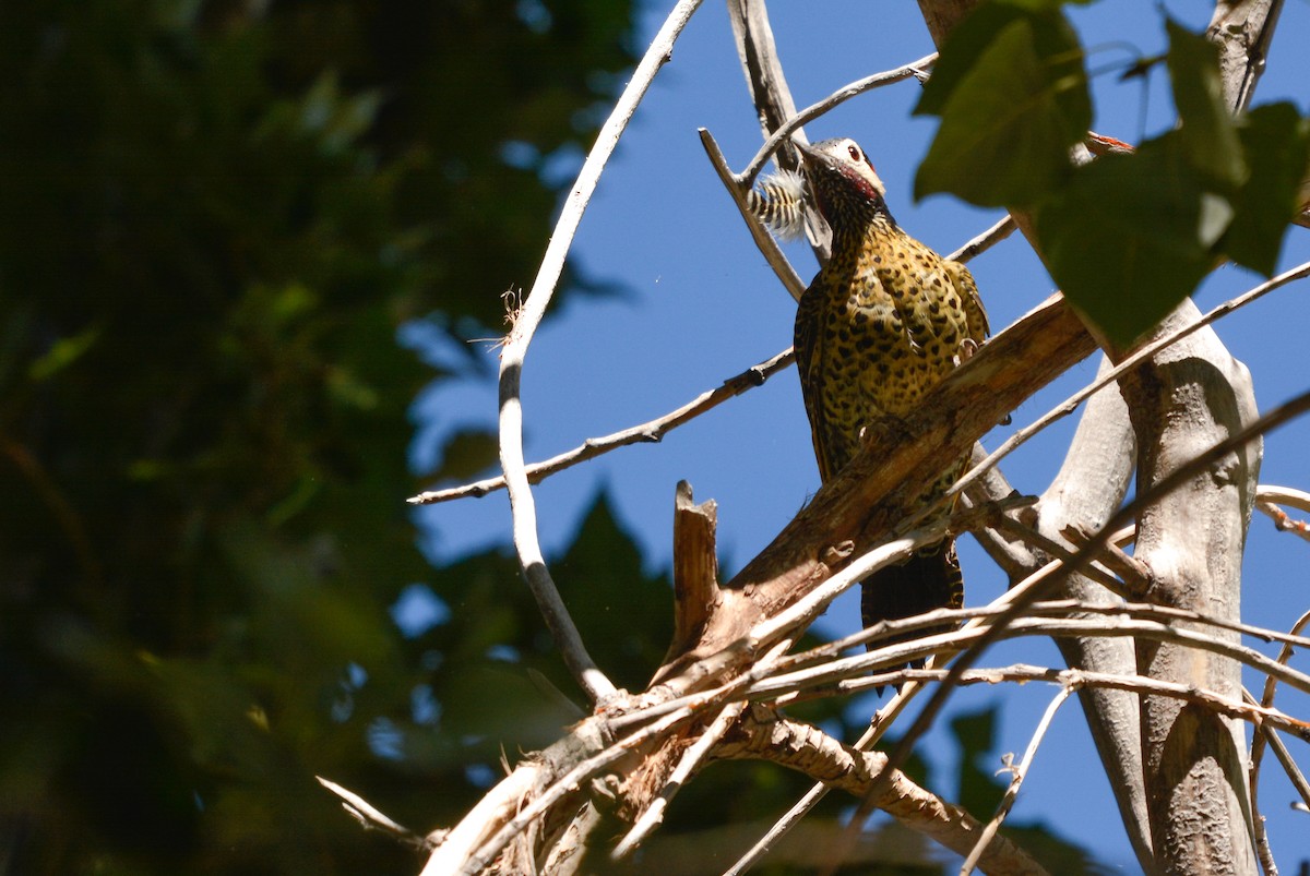 Green-barred Woodpecker - ML631887261