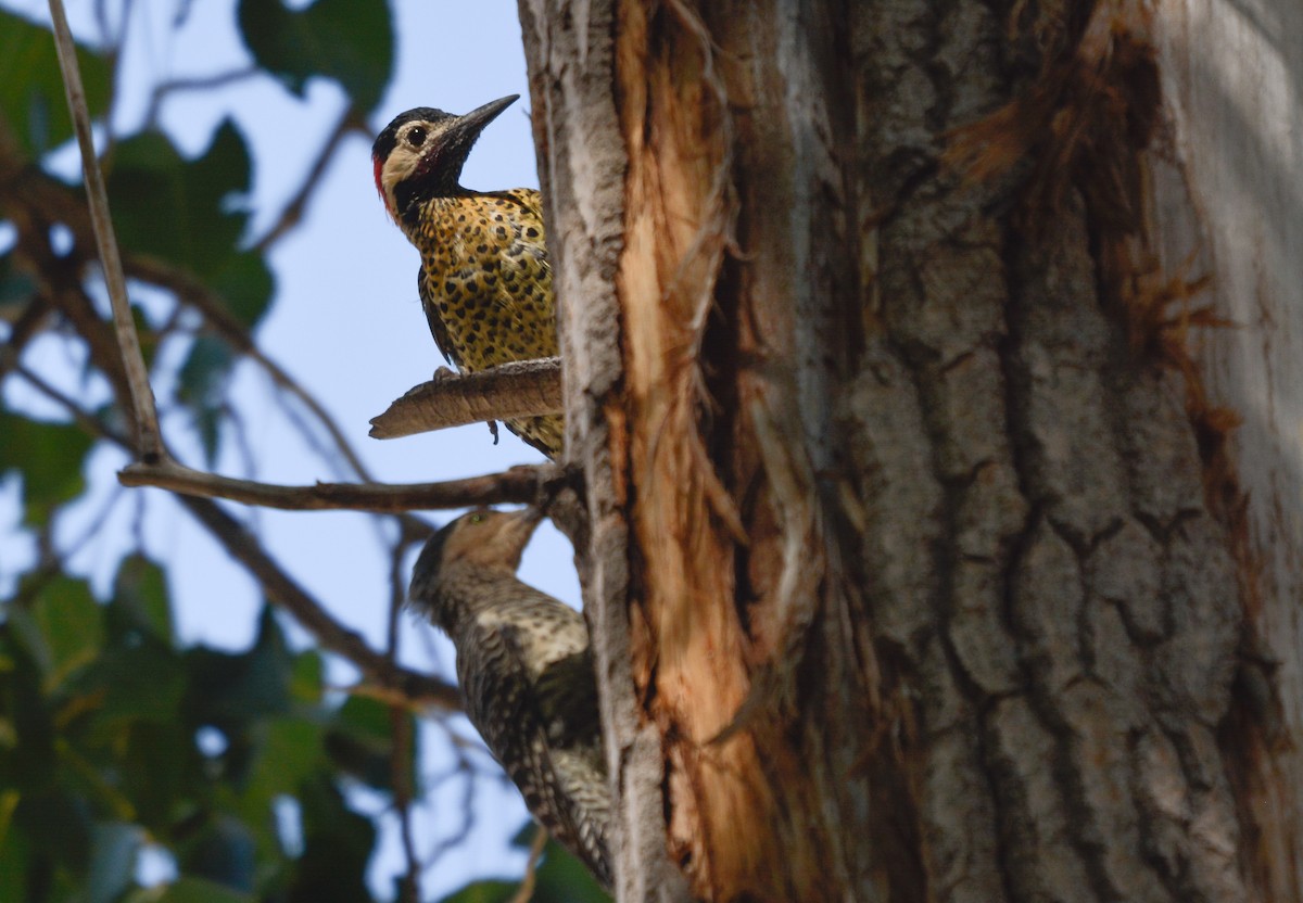 Green-barred Woodpecker - ML631887269