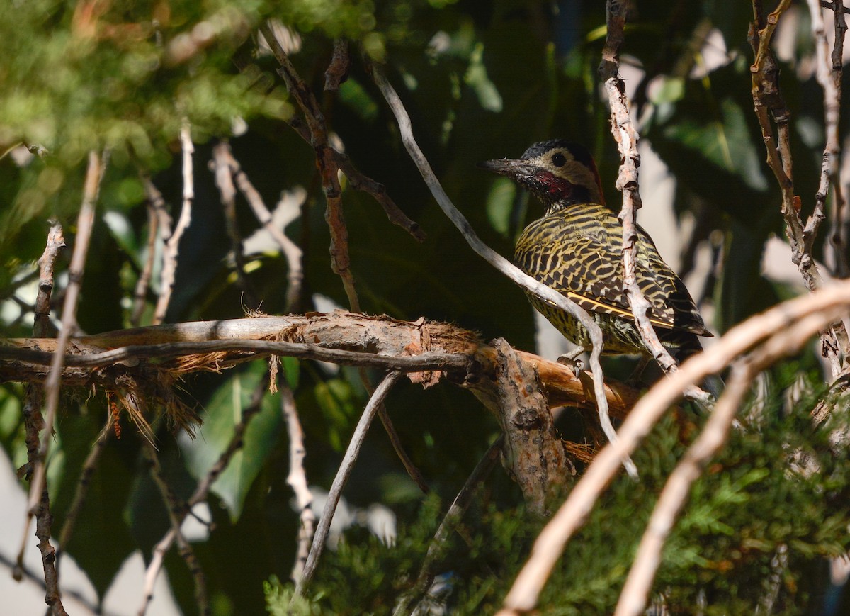 Green-barred Woodpecker - ML631887270