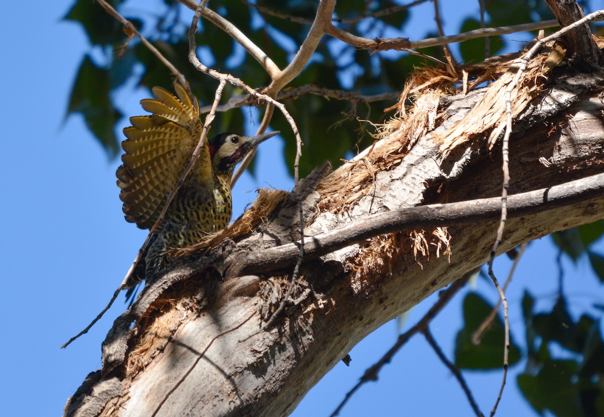 Green-barred Woodpecker - ML631887272