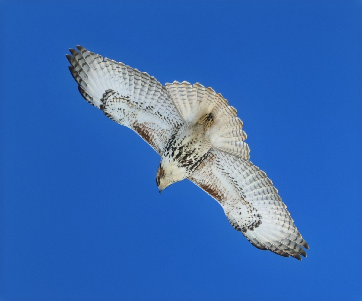 Red-tailed Hawk - ML631887436