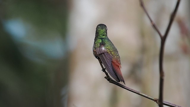 Rufous-tailed Hummingbird - ML631887524
