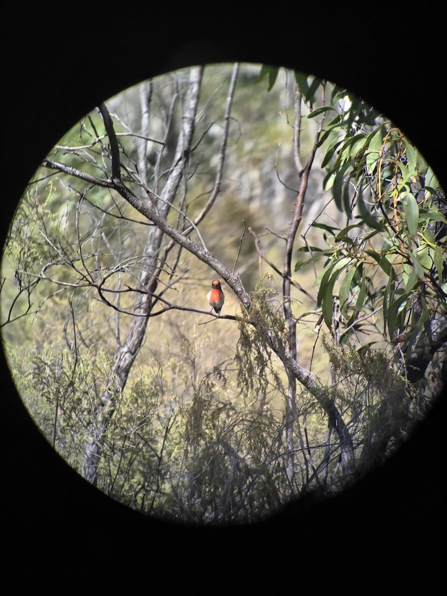 Red-capped Robin - ML631887877